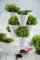 Ghiveci plante Curver- Ivy, plastic