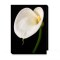 Tablou Beautiful Calla Lily - 60 x 80 cm