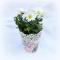 Ghiveci decorativ Romantic Roses - 8562