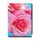 Tablou Pink Roses - 50 x 70 cm