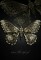 Clama de par gotica steampunk Mechanical Moth 6.5 cm